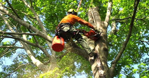 Arborist, secured by ropes, uses chainsaw to cut tree branch; sunlight filters through green leaves.