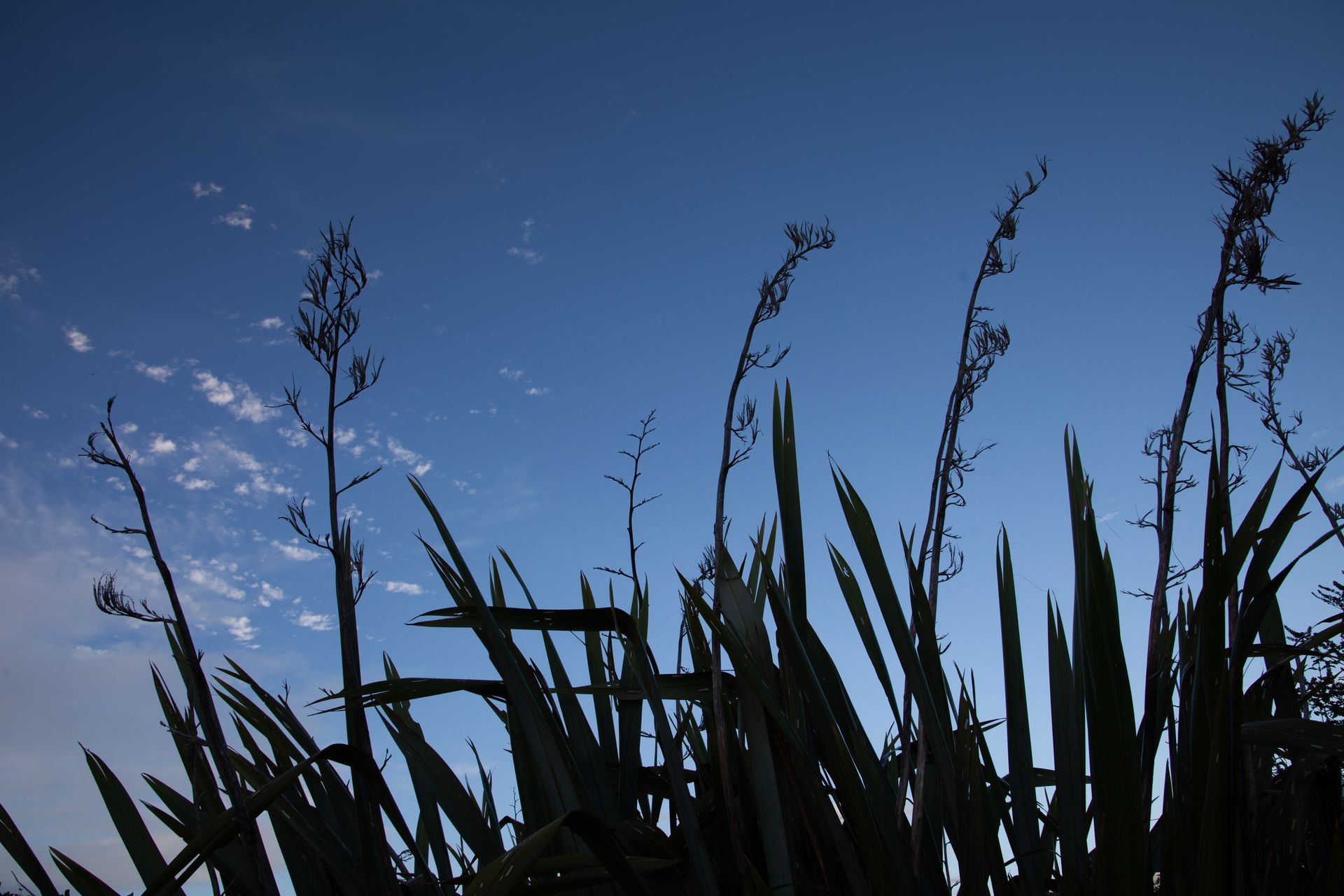 What you will be doing: