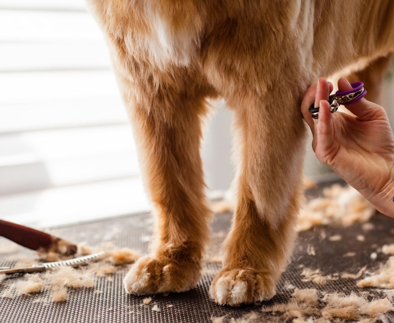 A person is cutting a dog 's nails with a pair of scissors.