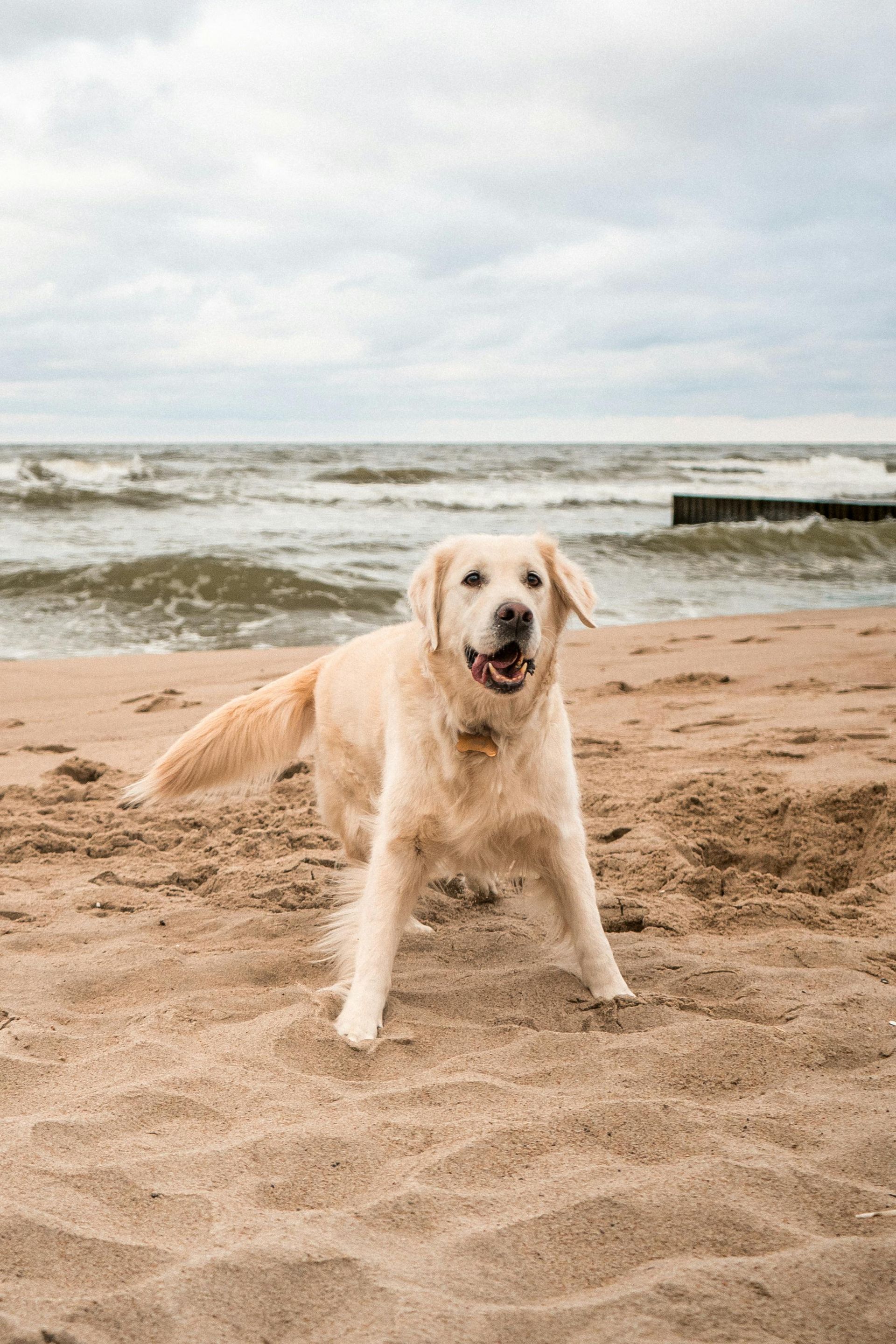 A dog is standing on a sandy beach near the ocean.