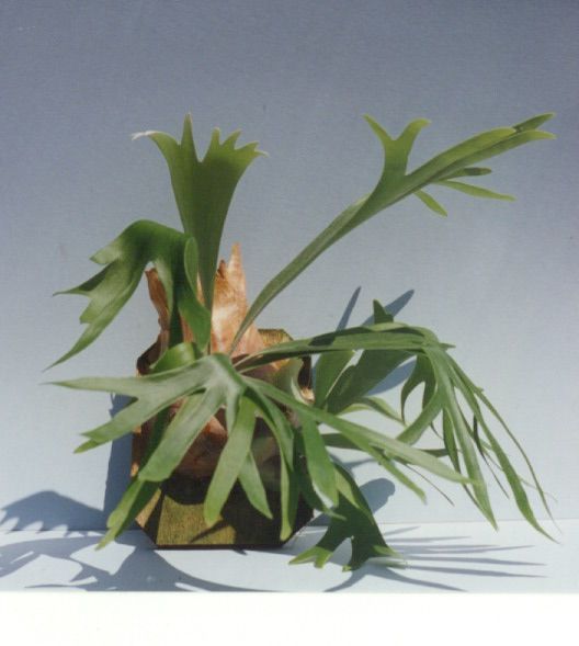 Staghorn Ferns