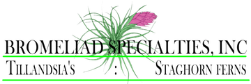 Bromeliad Specialties