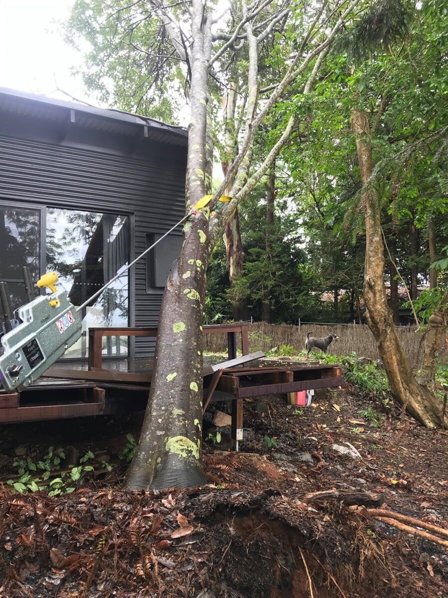 Who Is Responsible For Fallen Tree Removal On A Property Line?