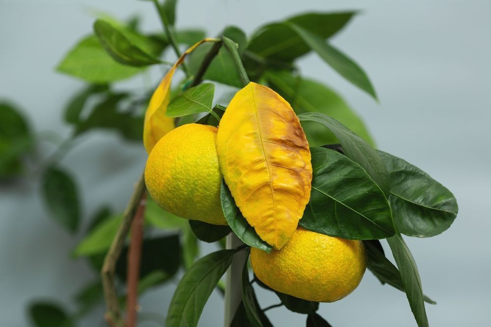 Spotting Tree Diseases 3 Common Symptoms In Unhealthy Trees