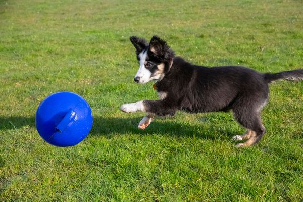 Dog Playing A Ball - Batavia, OH - Marjon Kennels