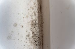 Mold growth on a white interior wall at the corner, showing dark spots and patches.