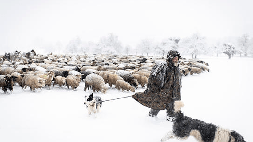 berger guidant son troupeau de moutons dans la neige
