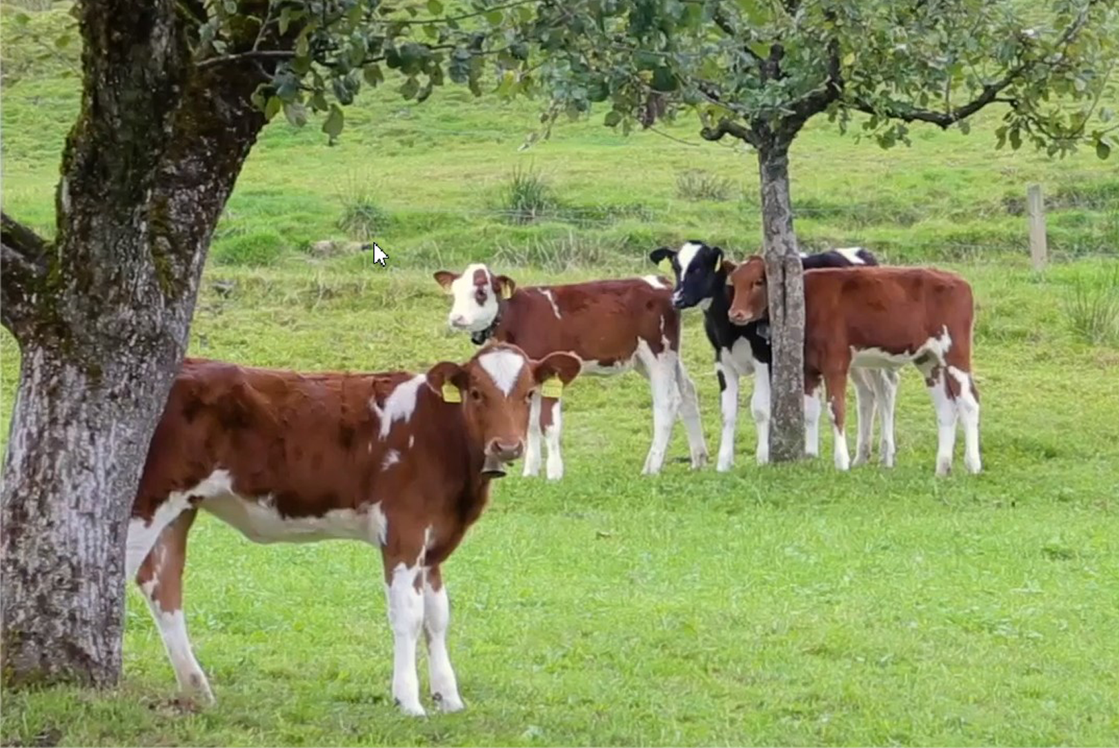 photo de vaches dans un pâturage