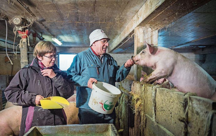 couple feuz donnant à manger à ses cochons
