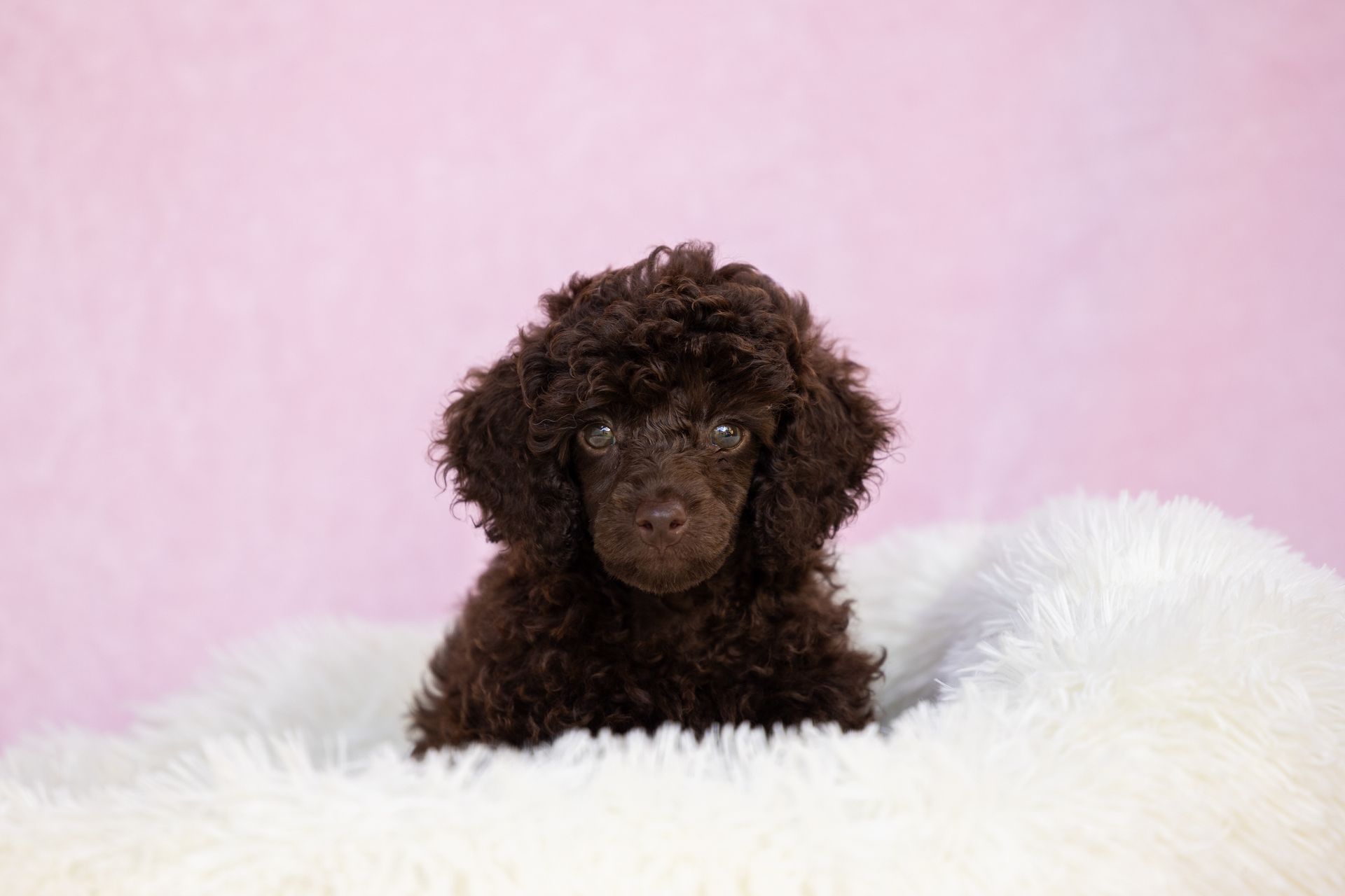 Brown poodle puppy nestled in white fluffy bedding, against a pink background.