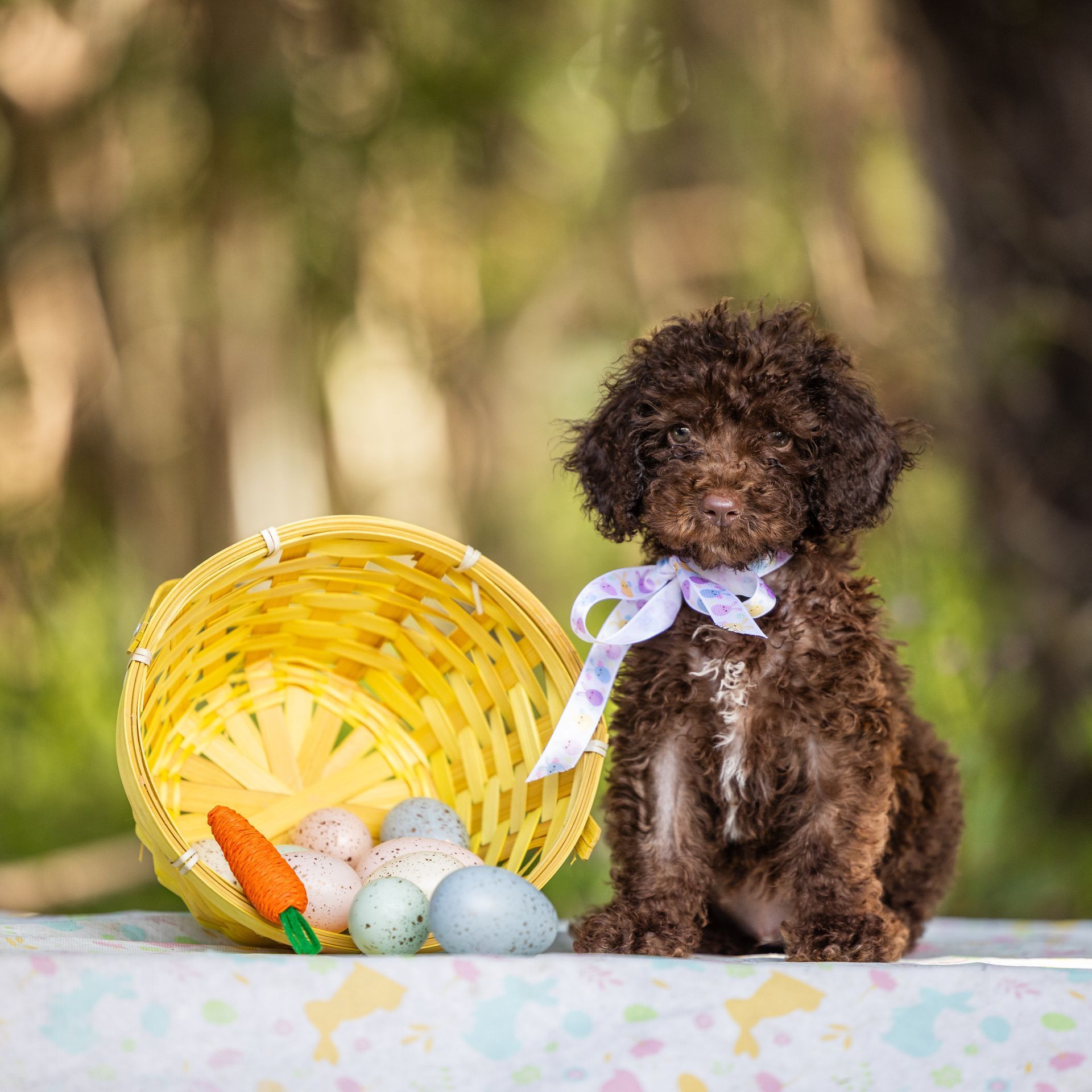 Brown poodle with a purple bow sits beside a yellow basket holding Easter eggs and a carrot.