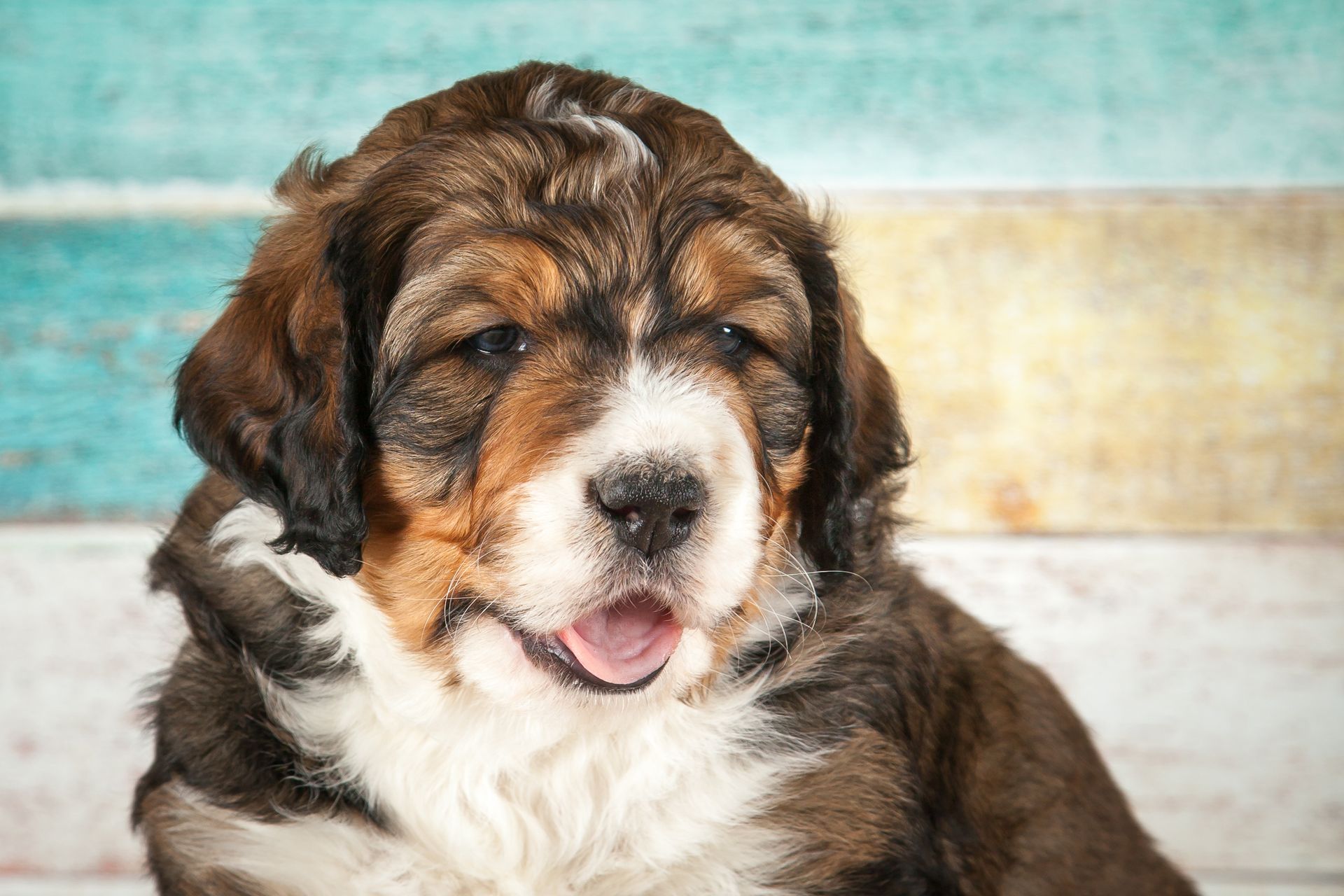 A puppy with brown, white, and tan fur, open mouth, against a blue and white wooden backdrop.