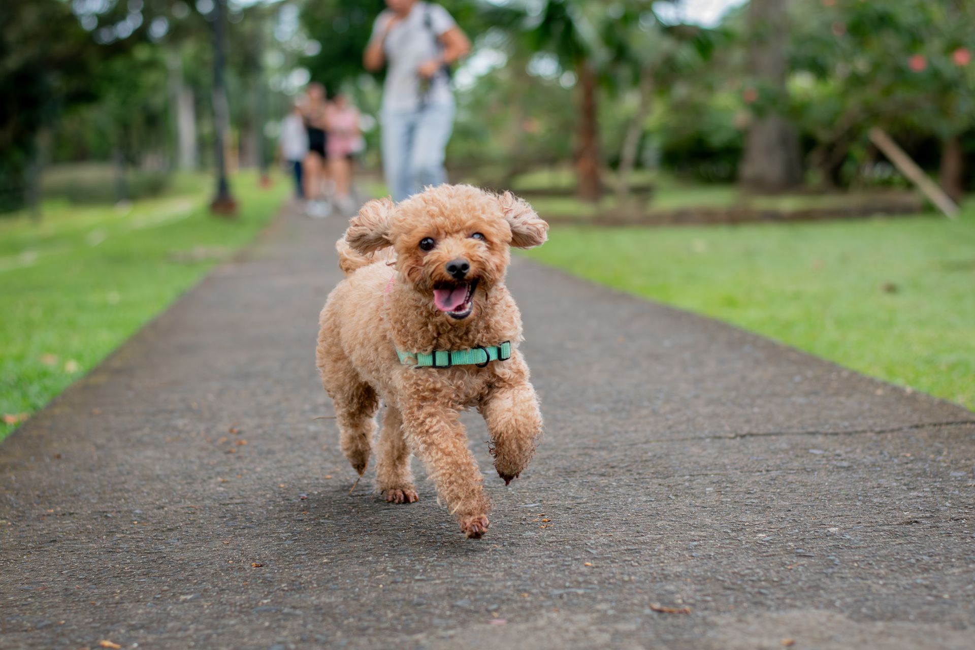 A happy, brown poodle runs on a paved path in a park, mouth open. A person jogs in the blurred background.