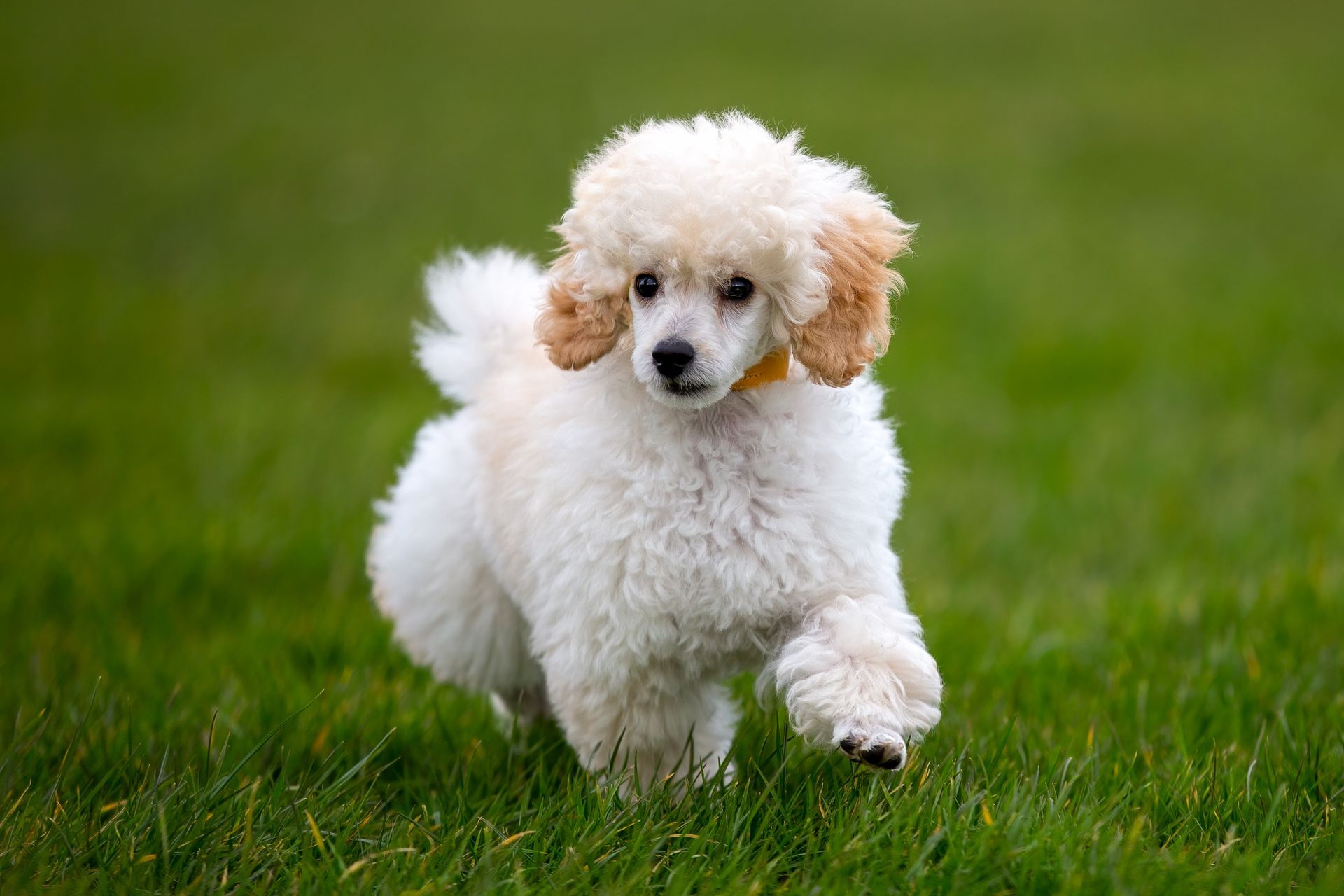 White poodle puppy running on green grass.