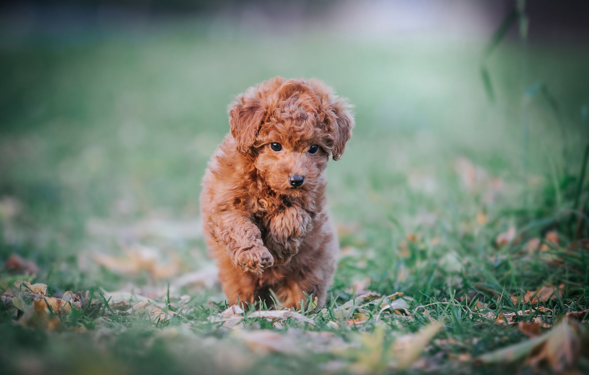 Brown poodle puppy walking in a grassy area.