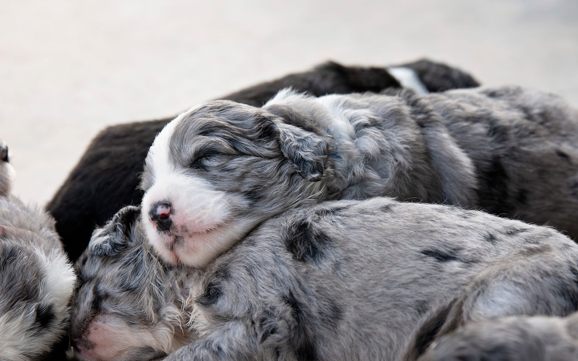 Newborn merle puppies, mostly gray and white, huddled together sleeping.