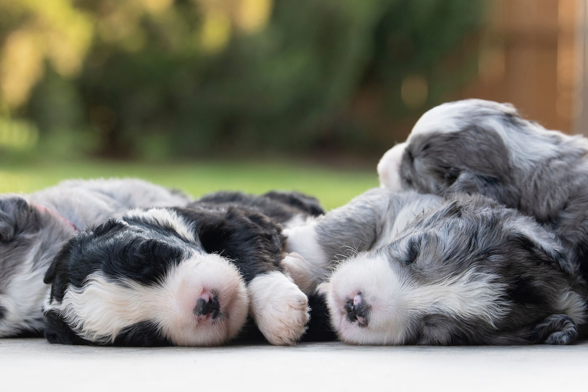 Four sleeping puppies, heads close together. Gray, black and white fur, pink noses, outdoors.