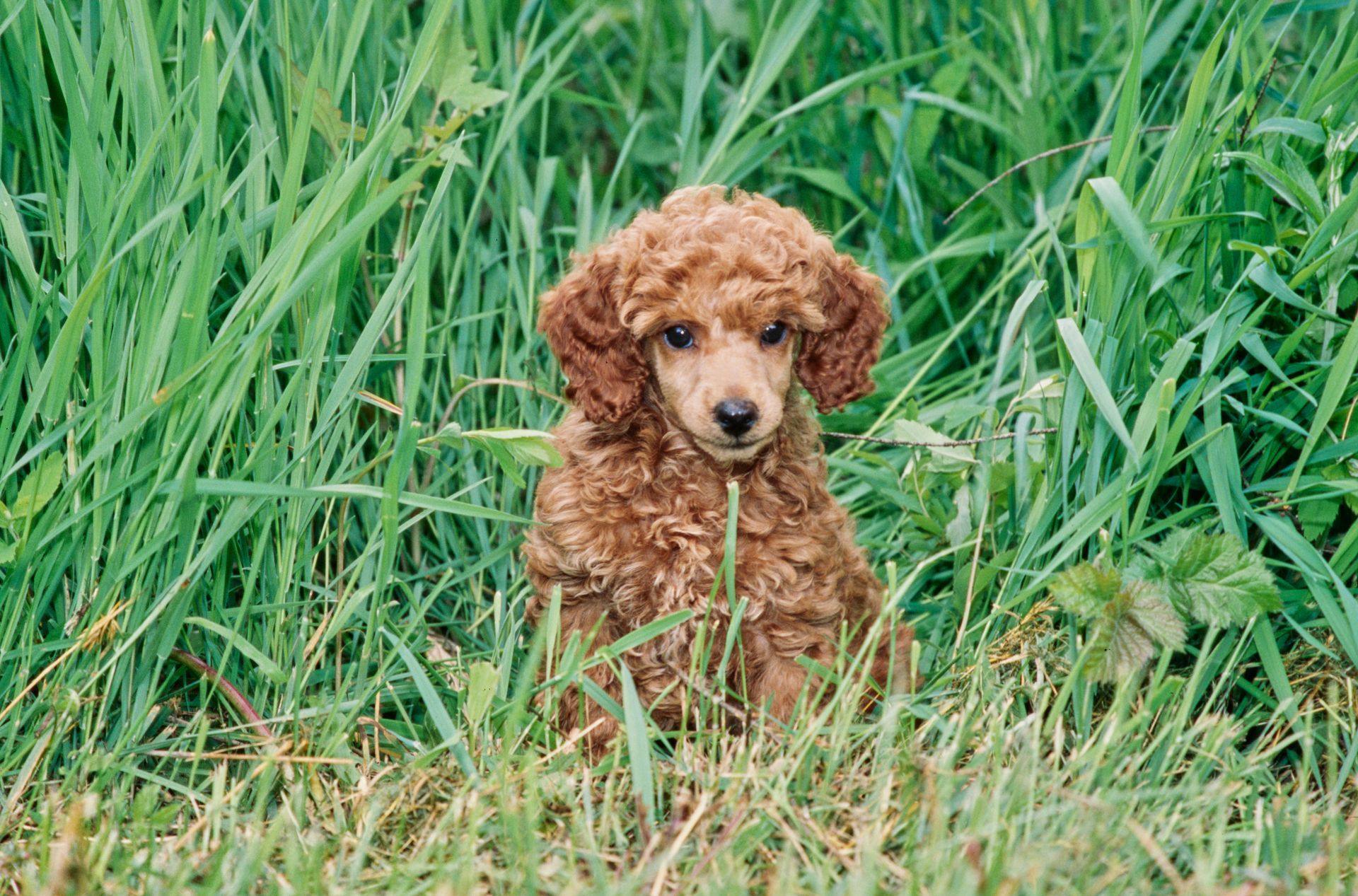 Brown poodle puppy sitting in tall green grass.