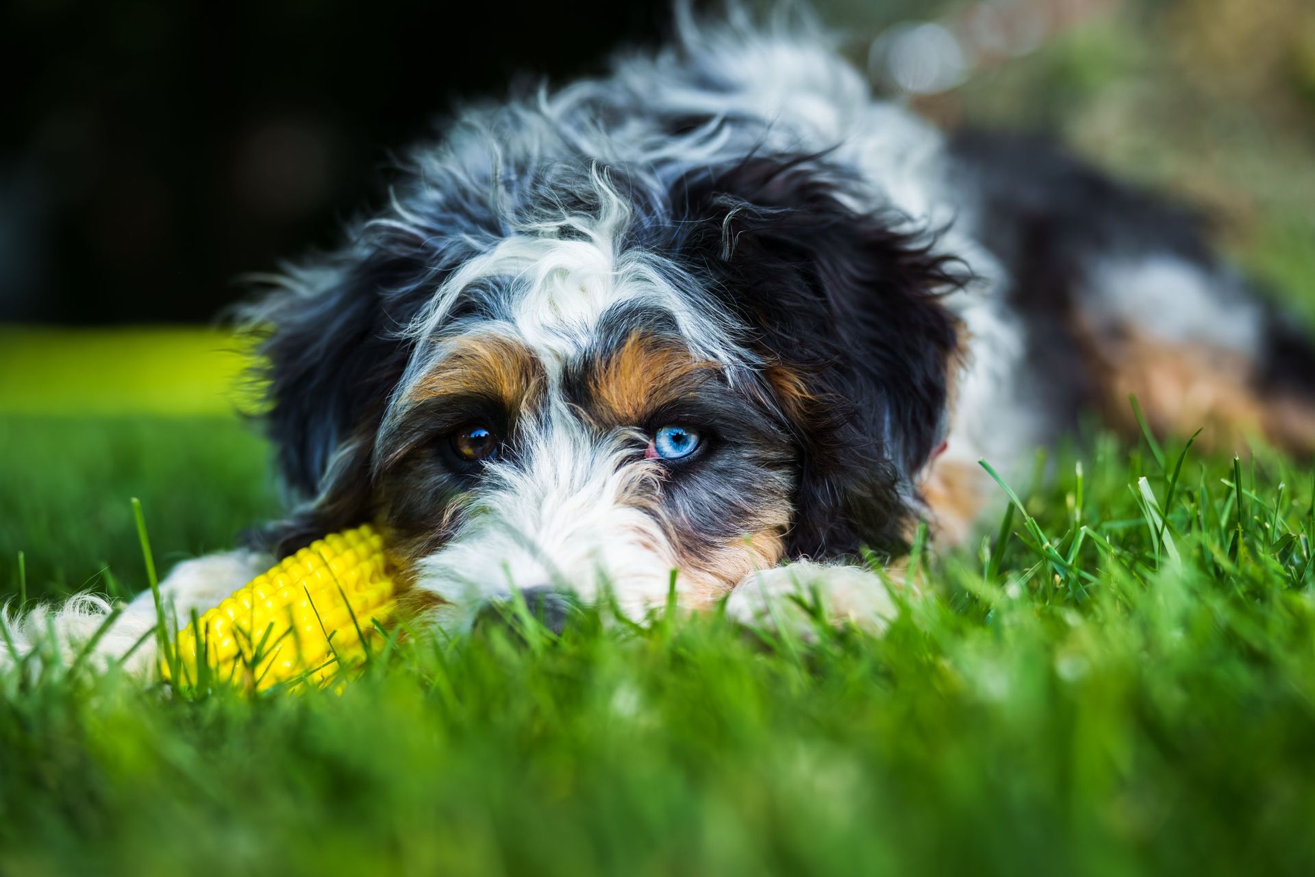 Dog with heterochromia chewing on a yellow corn cob in green grass.