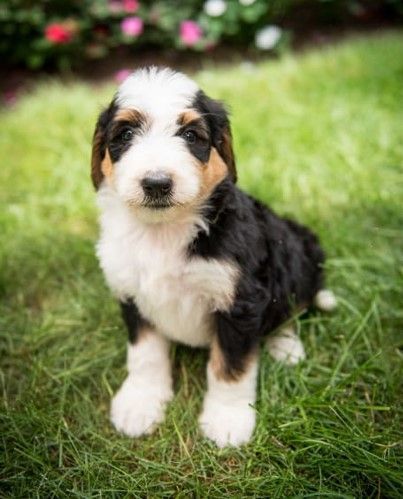 White poodle puppy running on green grass.