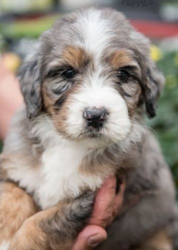 Puppy with black and tan fur rests on a white wicker chair against a red wall.