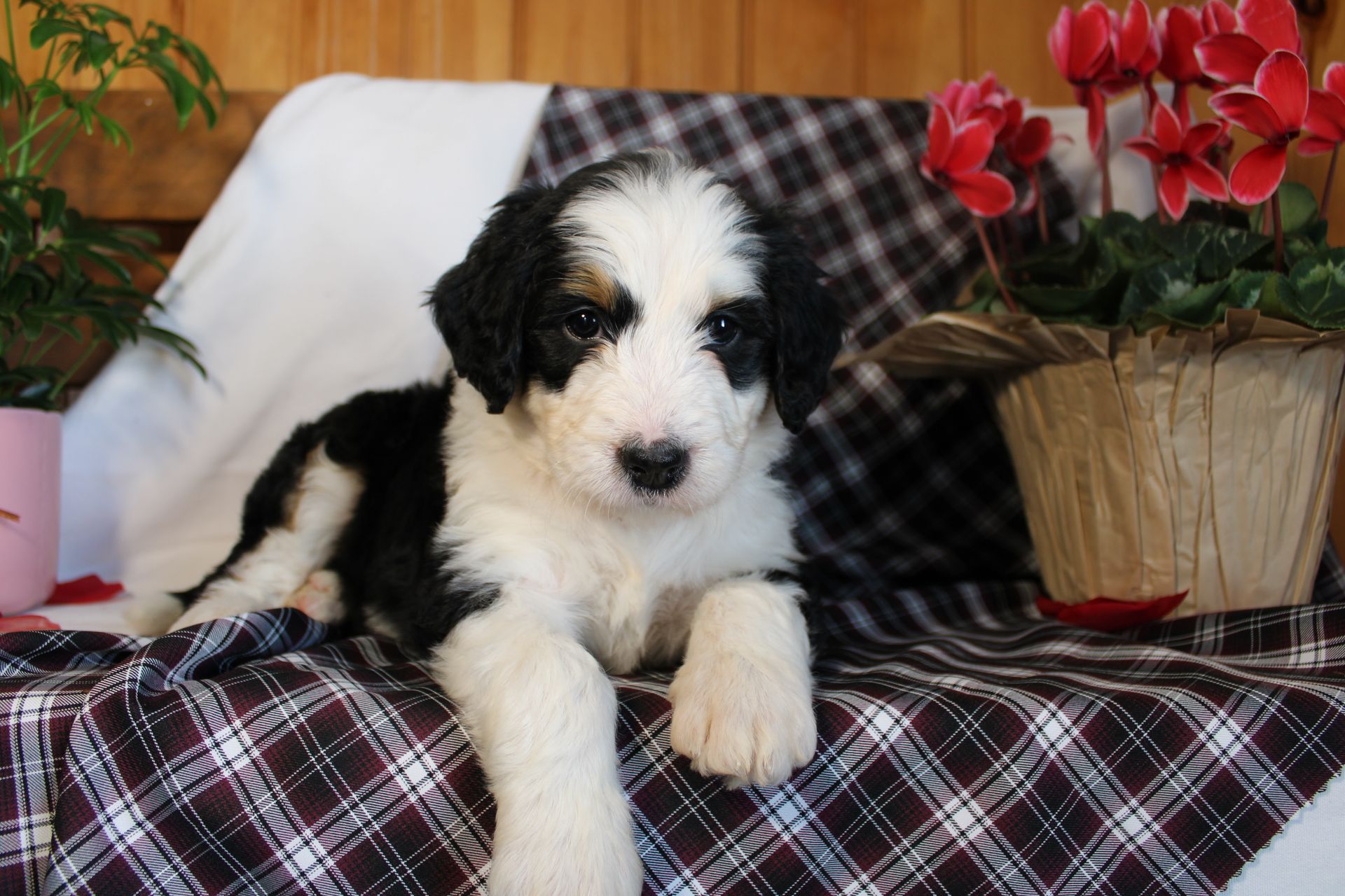 Tri-color Bernedoodle puppy with white chest, black and brown markings sitting on wood.