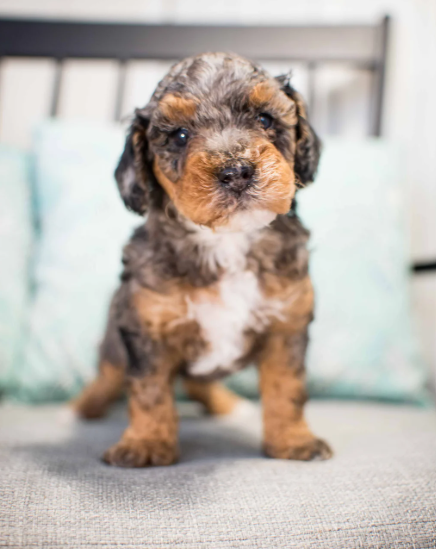 Brown poodle puppy sitting in tall green grass.