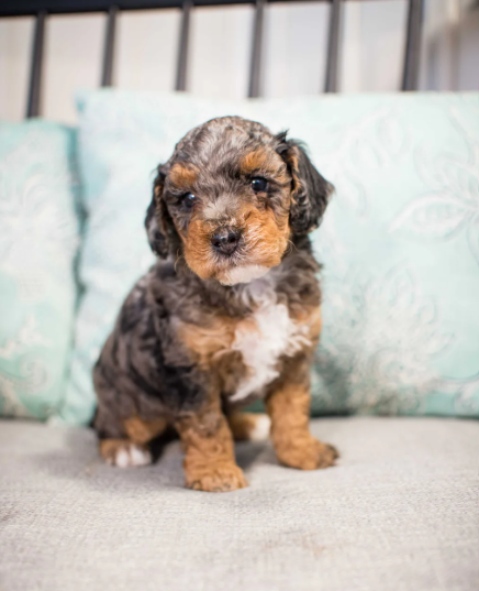 White poodle puppy running on green grass.