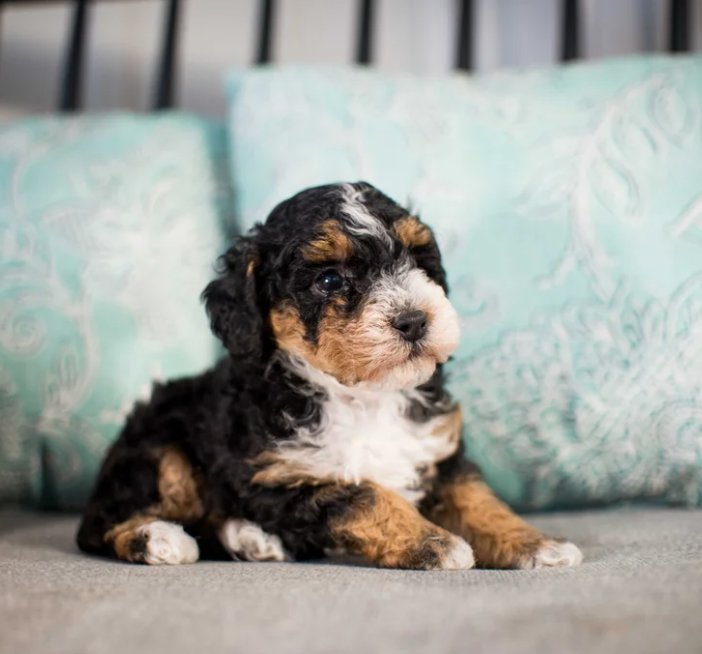 Brown poodle puppy sitting in tall green grass.