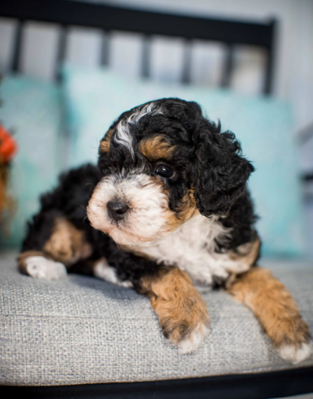 A happy, brown poodle runs on a paved path in a park, mouth open. A person jogs in the blurred background.