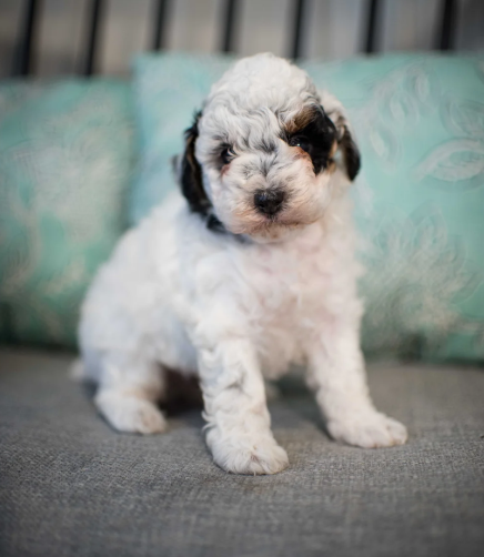 Tri-color Bernedoodle puppy with white chest, black and brown markings sitting on wood.