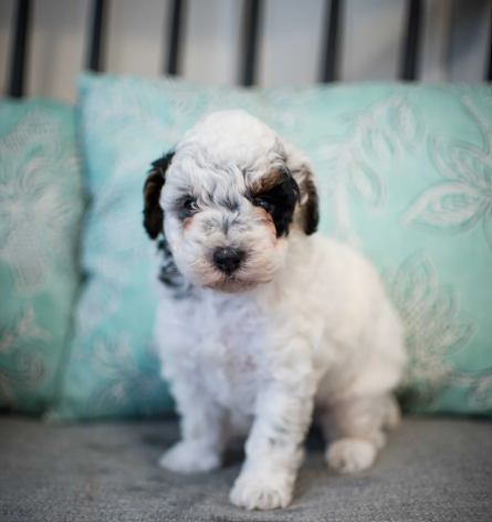 Brown poodle puppy nestled in white fluffy bedding, against a pink background.