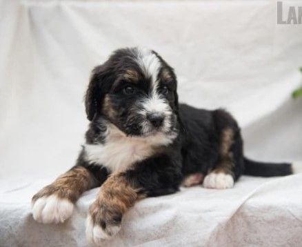 Dog with heterochromia chewing on a yellow corn cob in green grass.