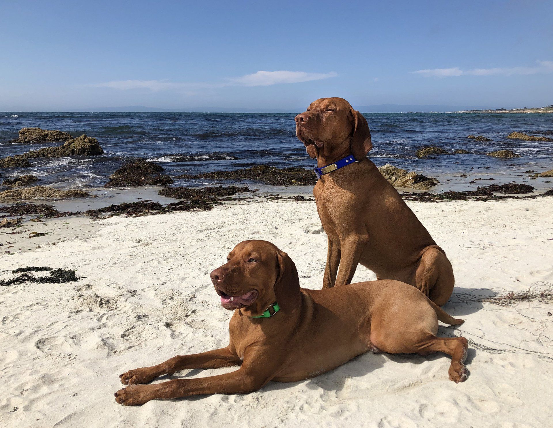Two brown dogs are laying on the beach near the ocean.