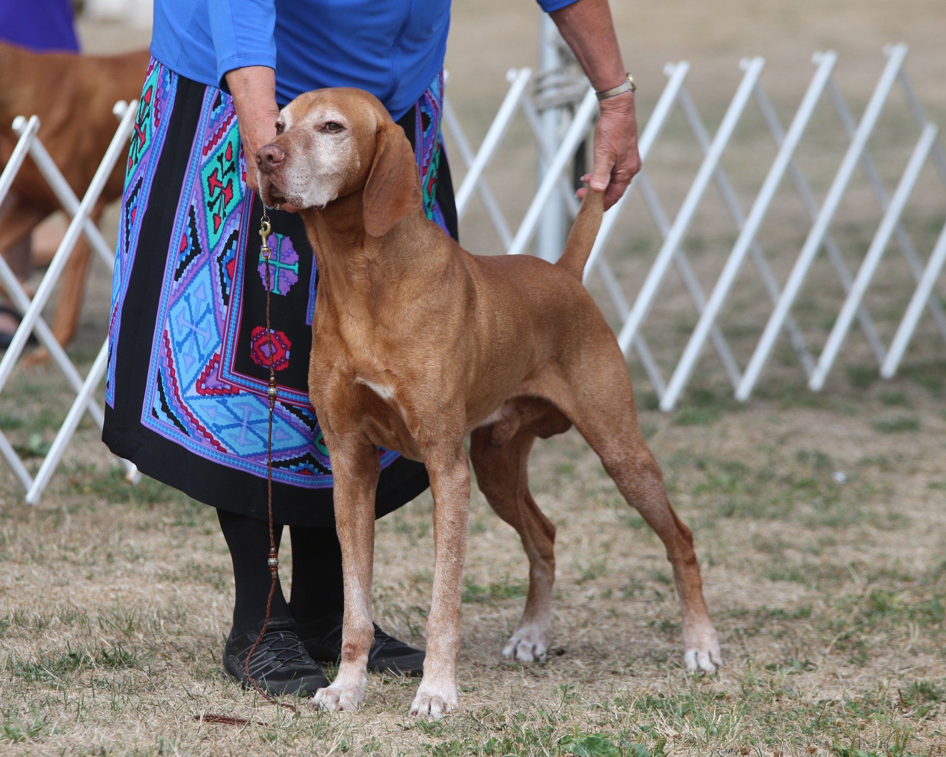 A woman in a blue skirt is holding a brown dog