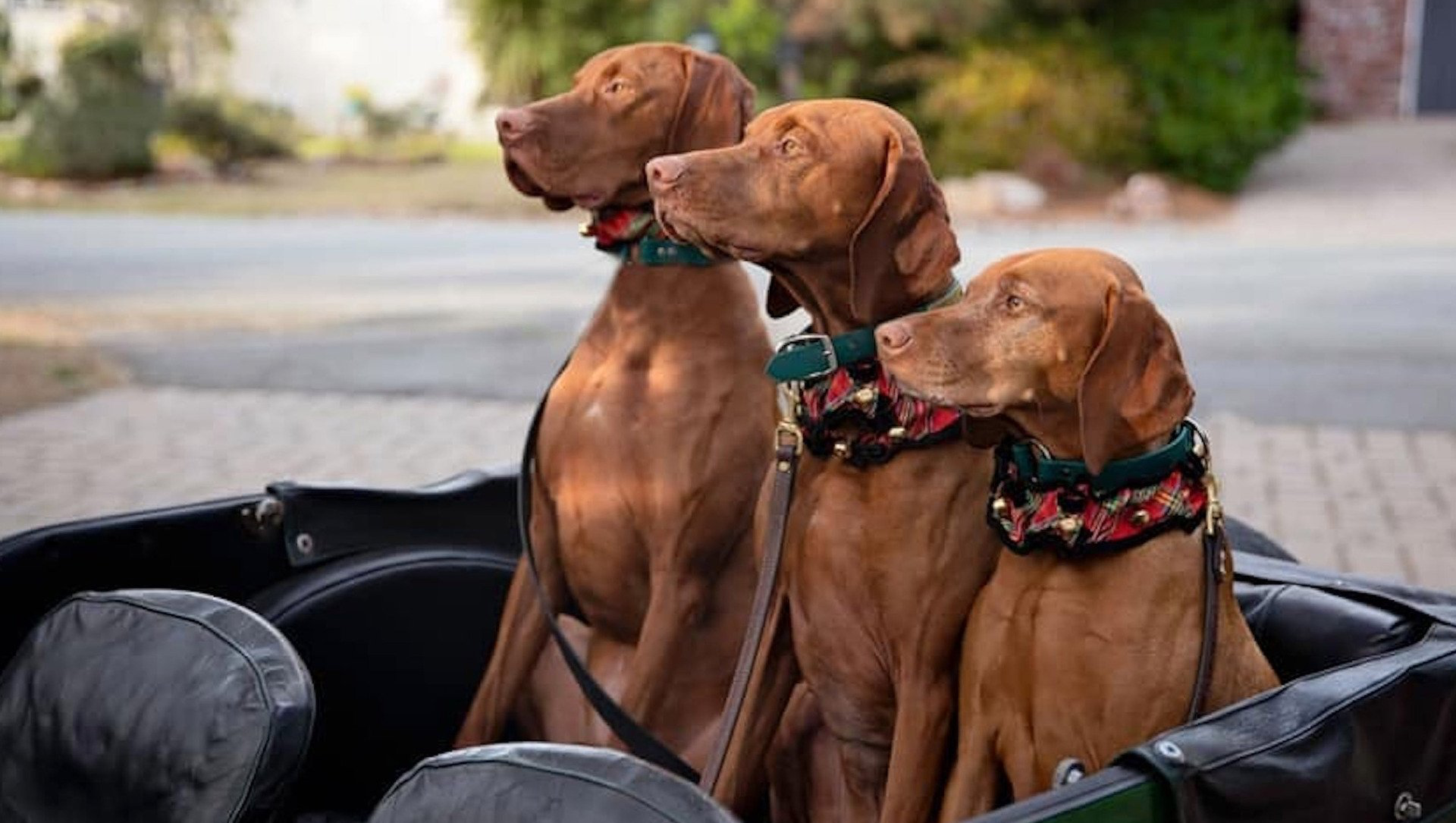 Three brown dogs are sitting in the back of a car.