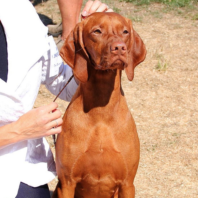 A brown dog is being held by a person in a white shirt