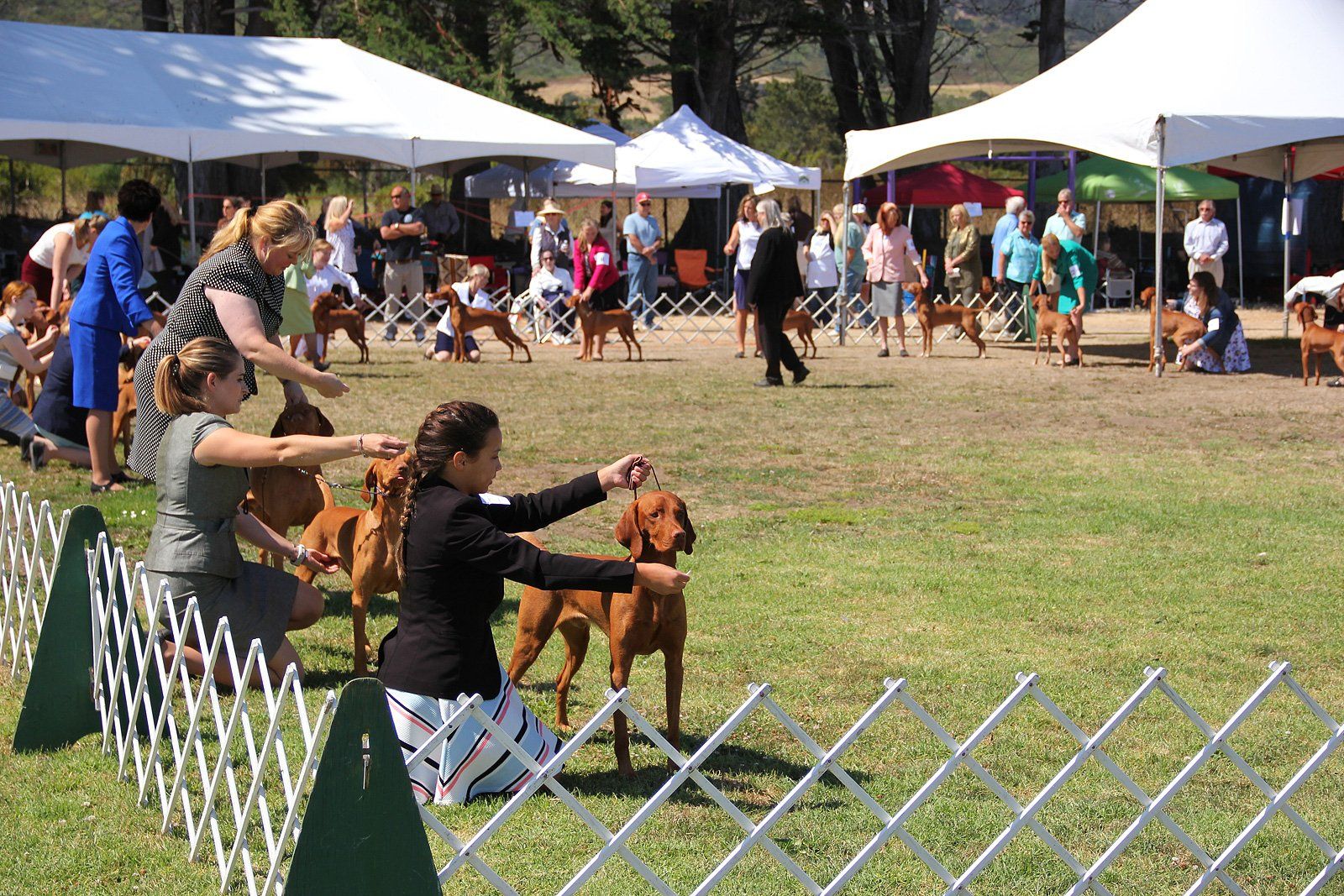 A woman is holding a dog in a field at a dog show.
