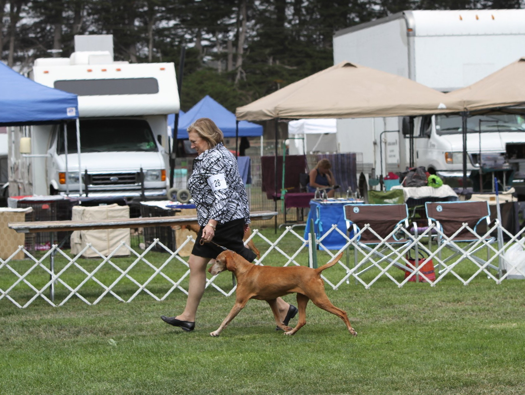 A woman is walking a dog in a field.