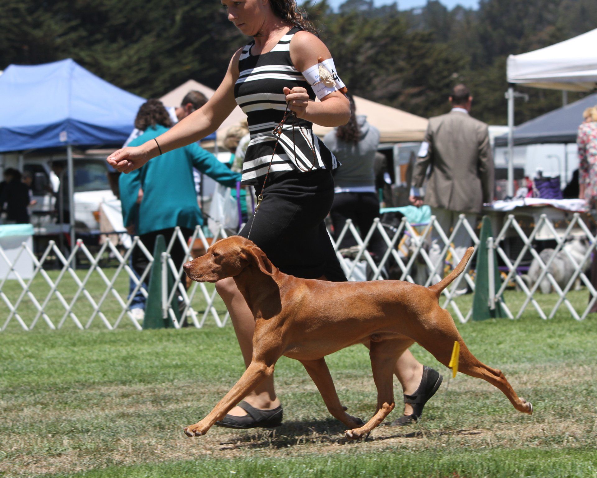 A woman is walking a brown dog in a field