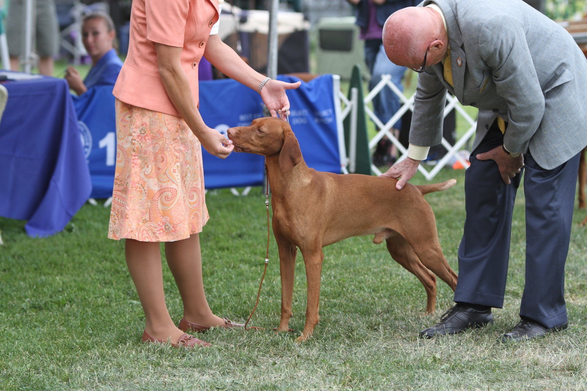 A man and a woman are looking at a dog at a dog show
