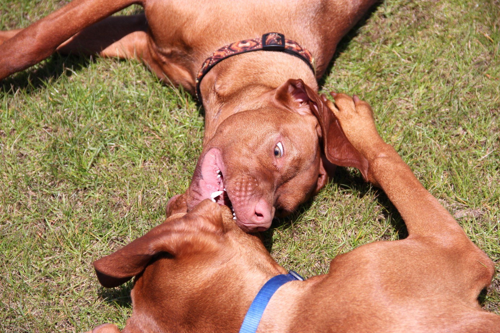 Two brown dogs are laying on the grass playing with each other