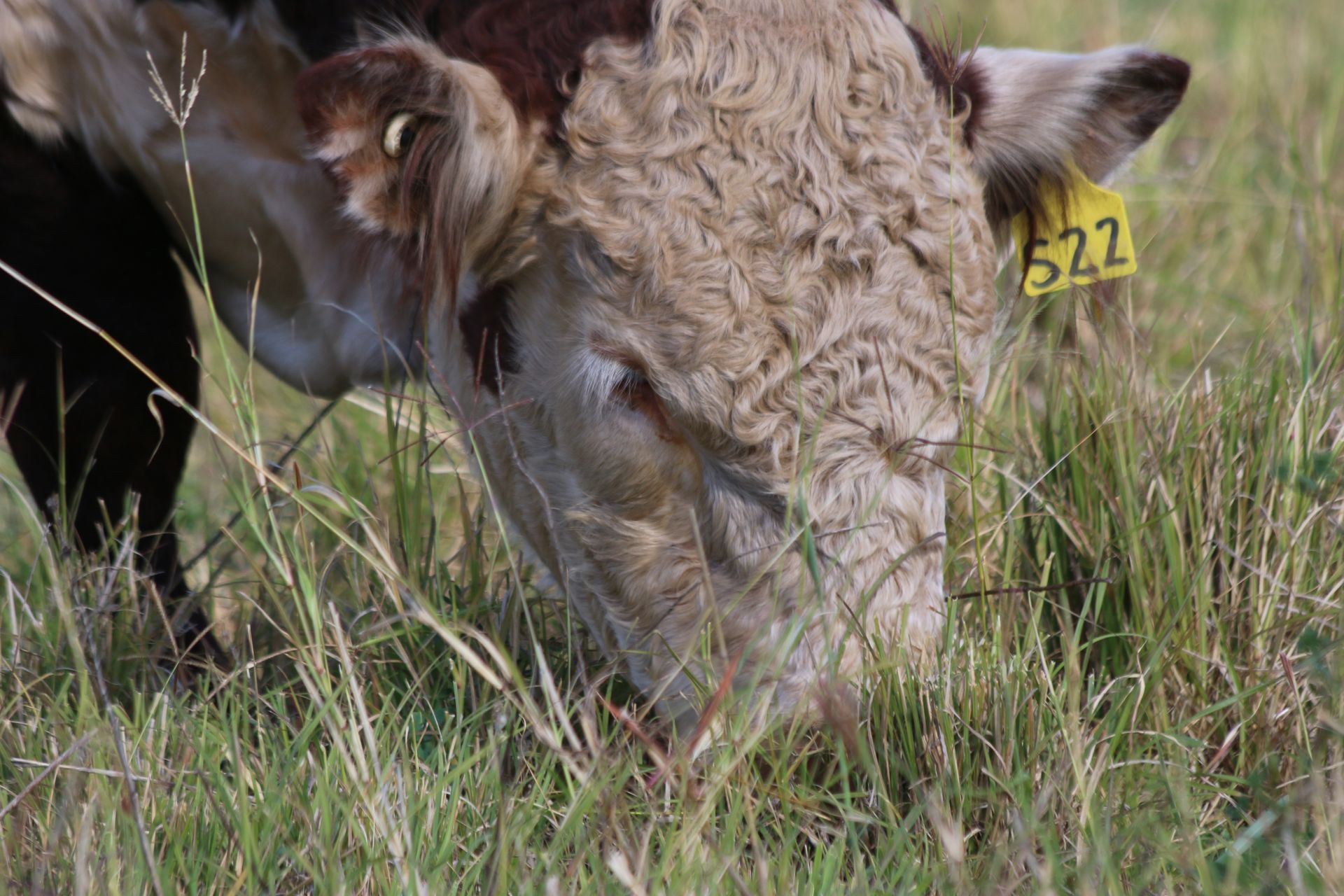 Two brown-and-white cows standing in a grassy field at sunset