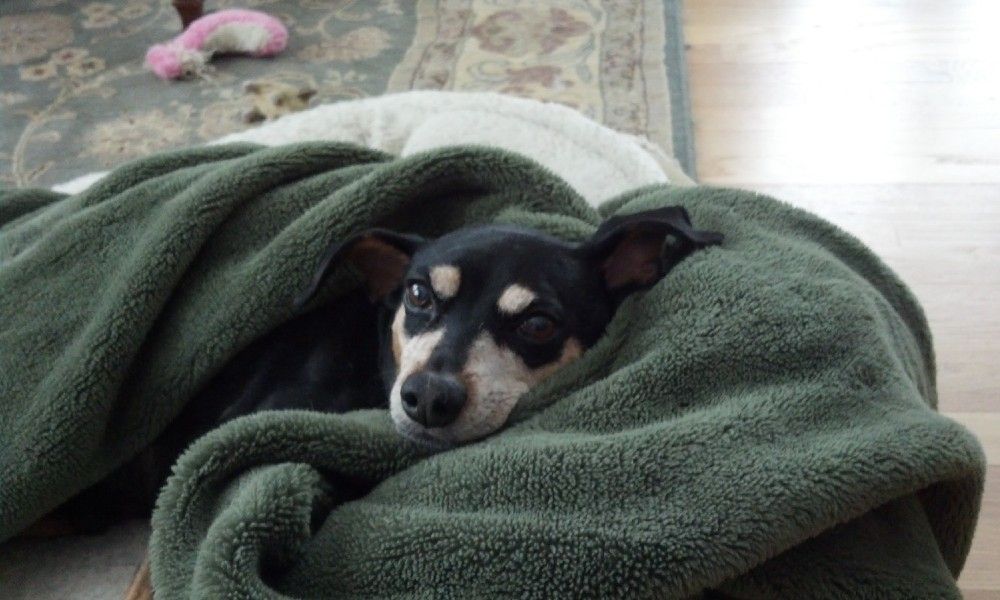 Small black and tan dog snuggled in a dark green blanket, resting.