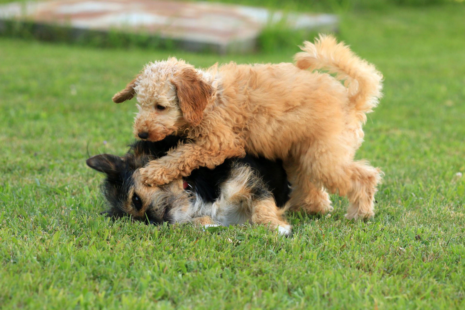 Two playful dogs, a goldendoodle on top of a black and brown dog, wrestling in green grass.