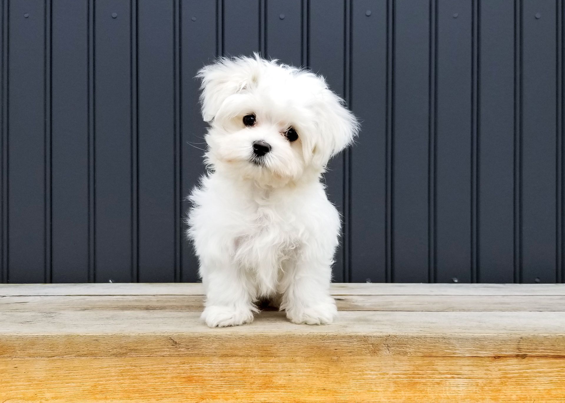 Fluffy white Maltese puppy with head cocked, sitting on a wooden step in front of a gray background.