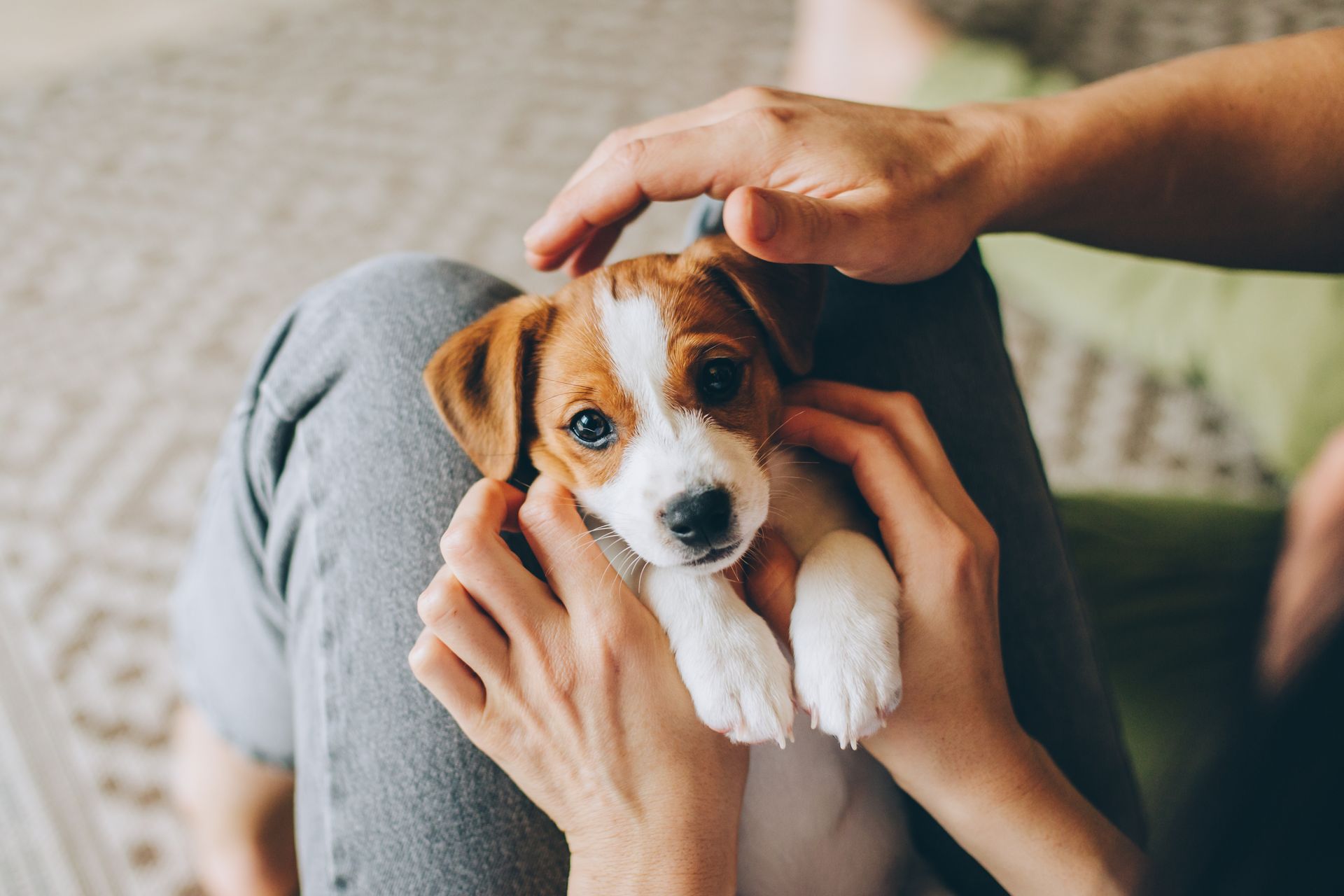 Puppy being petted while sitting in someone’s lap, white and brown fur, indoors.