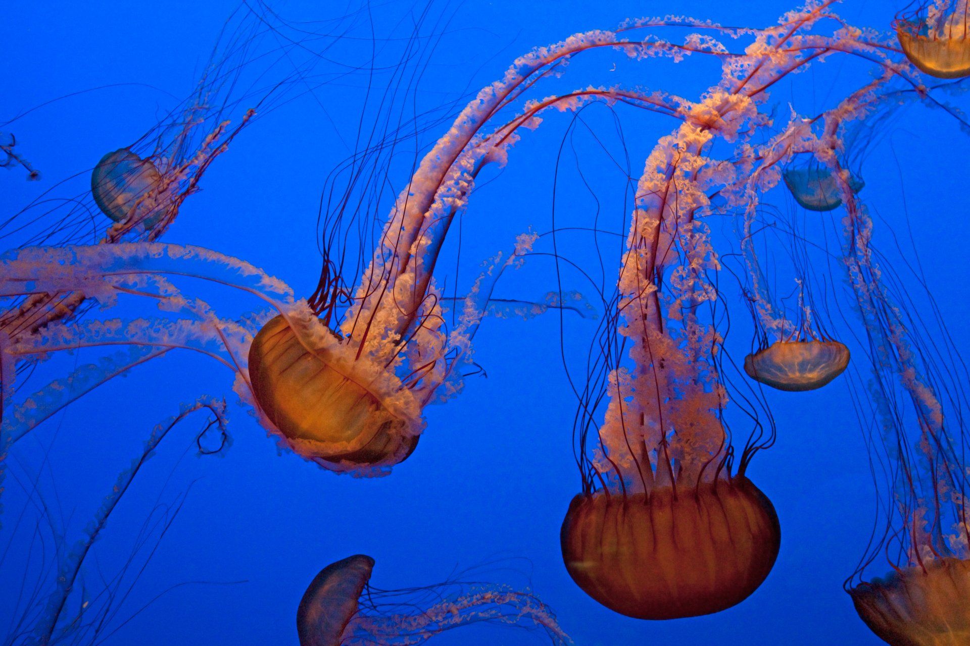 Monterey Bay Aquarium Photo
