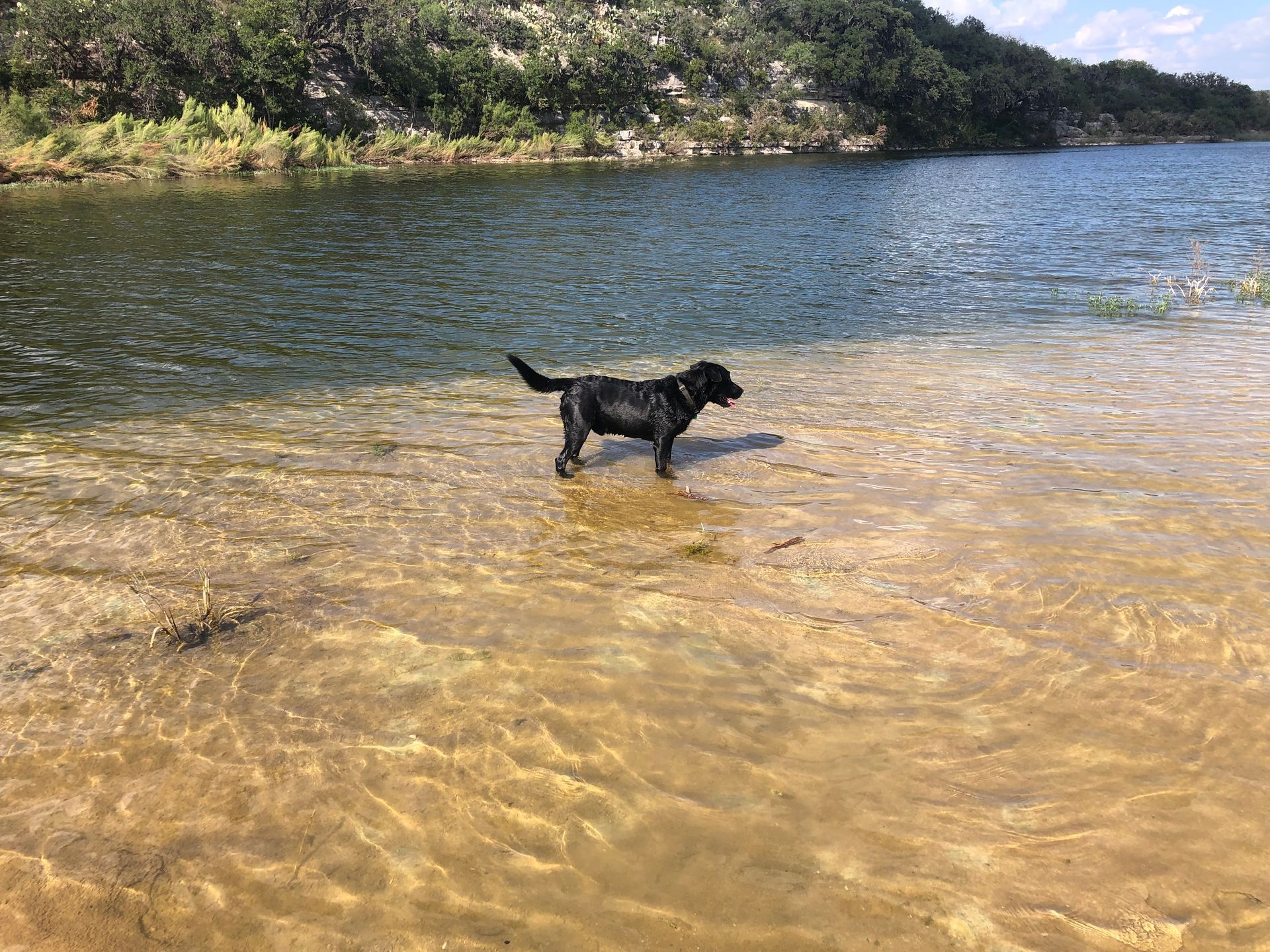 Black dog standing in shallow, clear water near a lake's edge.