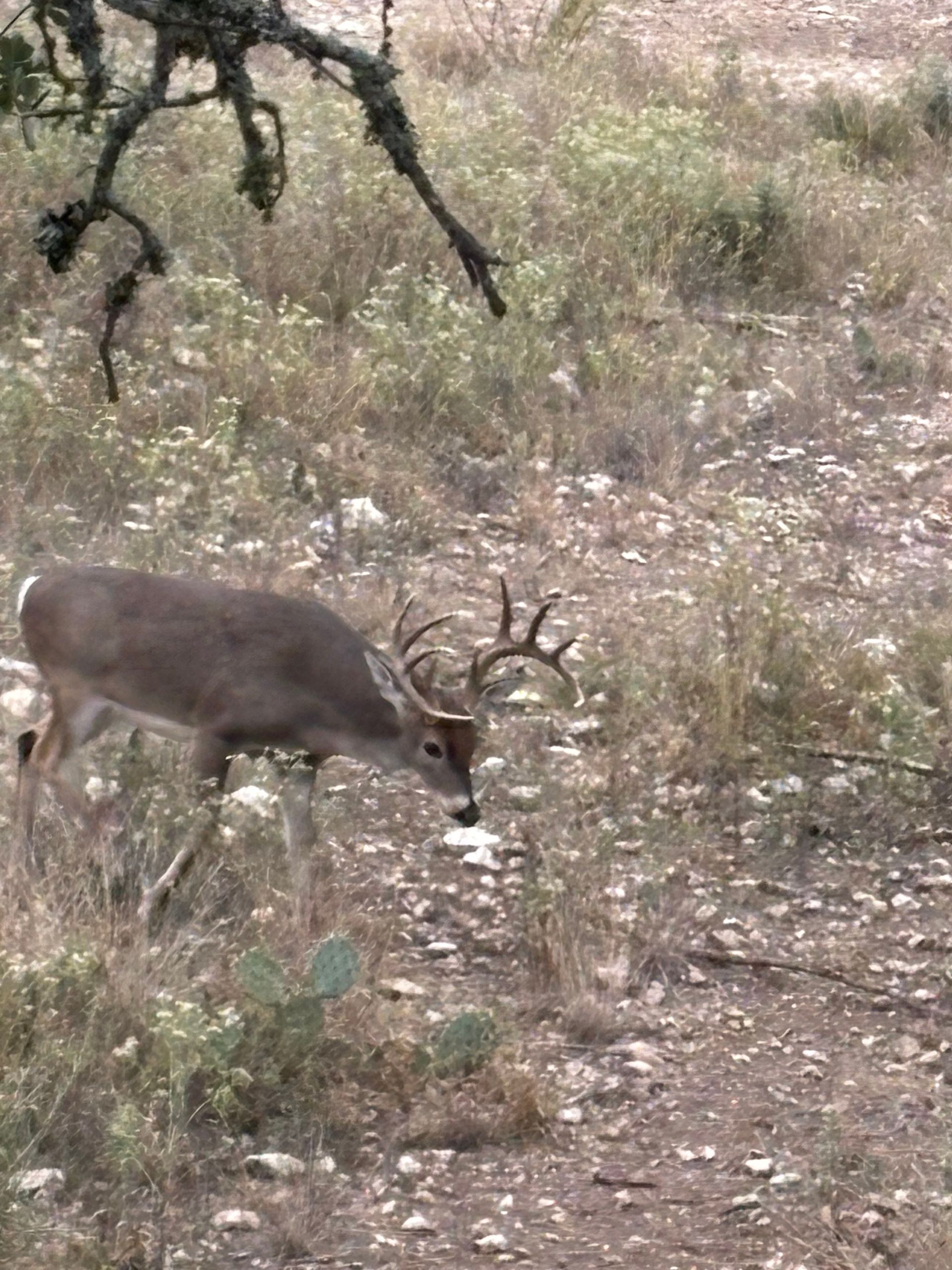 Deer with large antlers walks through dry, grassy landscape with sparse vegetation under tree branches.
